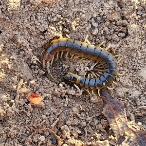 Cormocephalus sp.(genus) at Goulburn, NSW - 22 Nov 2024