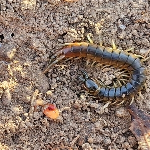 Cormocephalus sp.(genus) at Goulburn, NSW - 22 Nov 2024