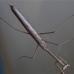 Archimantis sp. (genus) at Higgins, ACT - 3 Dec 2021 by Jennybach