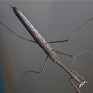 Archimantis sp. (genus) at Higgins, ACT by Jennybach