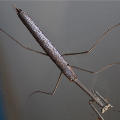 Archimantis latistyla (Stick Mantis, Large Brown Mantis) at Higgins, ACT - 4 Dec 2021 by Jennybach