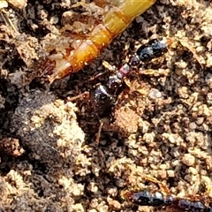 Amblyopone sp. (genus) (Slow ant) at Goulburn, NSW - 22 Nov 2024 by trevorpreston