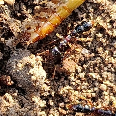 Amblyopone sp. (genus) (Slow ant) at Goulburn, NSW - 22 Nov 2024 by trevorpreston