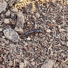 Amblyopone sp. (genus) at Goulburn, NSW - 22 Nov 2024