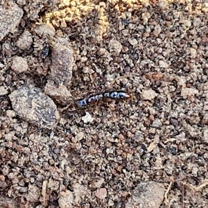 Amblyopone sp. (genus) at Goulburn, NSW - 22 Nov 2024