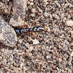 Amblyopone sp. (genus) at Goulburn, NSW - 22 Nov 2024