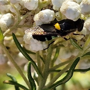 Odontomyia hunteri (Soldier fly) at Goulburn, NSW by trevorpreston