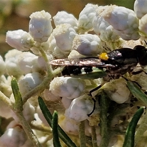 Odontomyia hunteri at Goulburn, NSW - 22 Nov 2024 07:44 AM