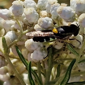 Odontomyia hunteri at Goulburn, NSW - 22 Nov 2024 07:44 AM