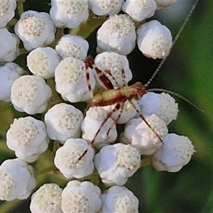 Caedicia simplex at Goulburn, NSW - 22 Nov 2024