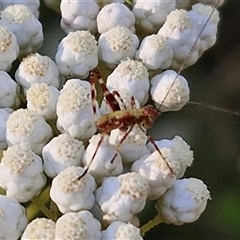 Caedicia simplex at Goulburn, NSW - 22 Nov 2024