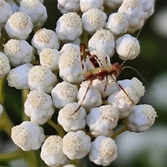 Caedicia simplex at Goulburn, NSW - 22 Nov 2024