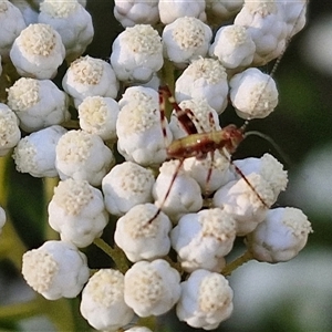 Caedicia simplex at Goulburn, NSW - 22 Nov 2024