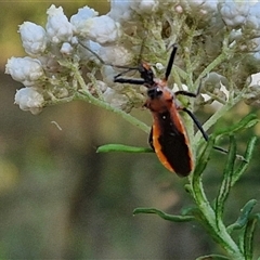 Gminatus australis (Orange assassin bug) at Goulburn, NSW - 22 Nov 2024 by trevorpreston