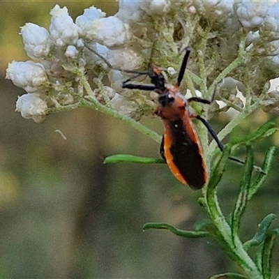 Gminatus australis (Orange assassin bug) at Goulburn, NSW - 22 Nov 2024 by trevorpreston