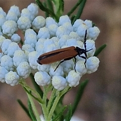 Unidentified Other beetle at Goulburn, NSW - 21 Nov 2024 by trevorpreston