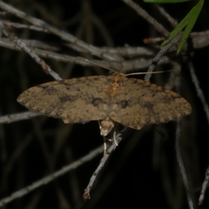 Poecilasthena scoliota at Freshwater Creek, VIC - 13 Nov 2024 11:23 PM