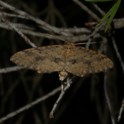 Poecilasthena scoliota (A Geometer moth (Larentiinae)) at Freshwater Creek, VIC - 13 Nov 2024 by WendyEM