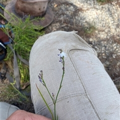 Caesia parviflora (Pale Grass-lily) at Oallen, NSW - 21 Nov 2024 by JT1997