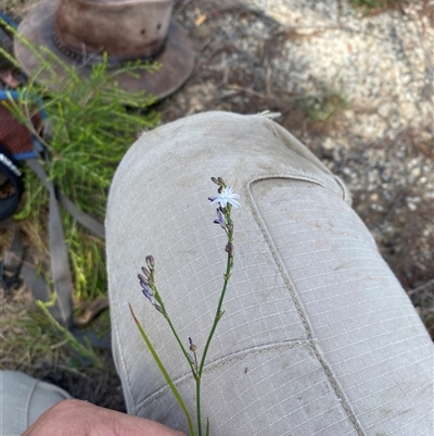 Caesia parviflora (Pale Grass-lily) at Oallen, NSW - 21 Nov 2024 by JT1997