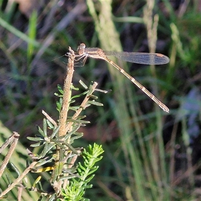 Austrolestes leda (Wandering Ringtail) at Goulburn, NSW - 22 Nov 2024 by trevorpreston