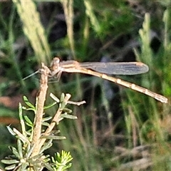 Austrolestes leda at Goulburn, NSW - 22 Nov 2024 07:35 AM