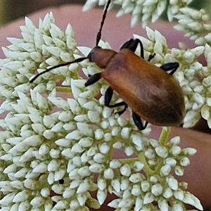 Ecnolagria grandis (Honeybrown beetle) at Goulburn, NSW by trevorpreston