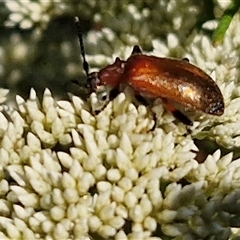 Ecnolagria grandis at Goulburn, NSW - 22 Nov 2024