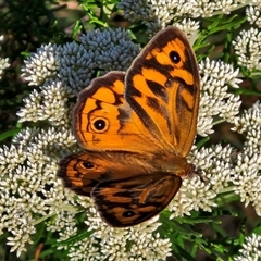 Heteronympha merope at Goulburn, NSW - 21 Nov 2024 by trevorpreston