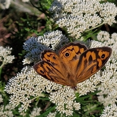 Heteronympha merope at Goulburn, NSW - 22 Nov 2024 07:34 AM