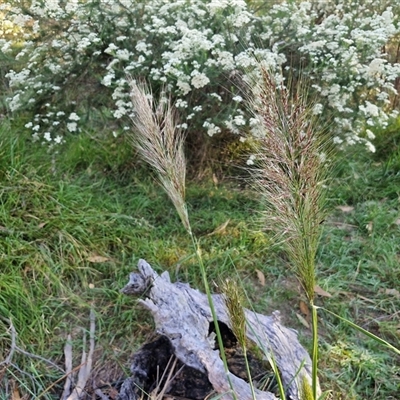 Austrostipa densiflora (Foxtail Speargrass) at Goulburn, NSW - 22 Nov 2024 by trevorpreston