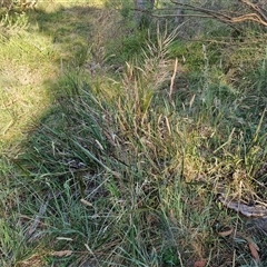 Austrostipa densiflora at Goulburn, NSW - 22 Nov 2024 07:33 AM