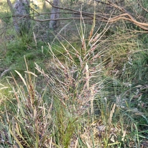 Austrostipa densiflora at Goulburn, NSW - 22 Nov 2024 07:33 AM