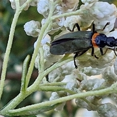 Chauliognathus lugubris (Plague Soldier Beetle) at Goulburn, NSW - 22 Nov 2024 by trevorpreston