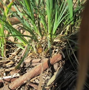 Lomandra nana at Beaumaris, VIC - 3 Dec 2016