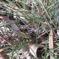 Lomandra nana at Beaumaris, VIC - 3 Dec 2016