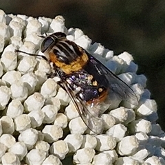 Scaptia (Scaptia) auriflua (A flower-feeding march fly) at Goulburn, NSW - 22 Nov 2024 by trevorpreston