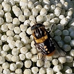 Scaptia (Scaptia) auriflua at Goulburn, NSW - 22 Nov 2024