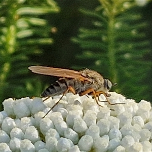 Anabarhynchus sp. (genus) (Stiletto Fly (Sub-family Therevinae)) at Goulburn, NSW by trevorpreston