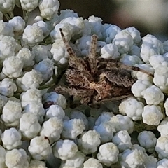 Unidentified Orb-weaving spider (several families) at Goulburn, NSW - 21 Nov 2024 by trevorpreston