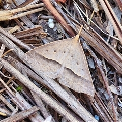 Epidesmia hypenaria (Long-nosed Epidesmia) at Goulburn, NSW - 22 Nov 2024 by trevorpreston