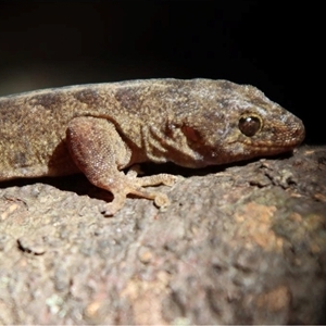 Christinus guentheri (Lord Howe Island Southern Gecko) at Lord Howe Island, NSW by MichaelBedingfield