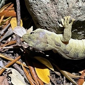 Christinus guentheri at Lord Howe Island, NSW - 22 Dec 2021