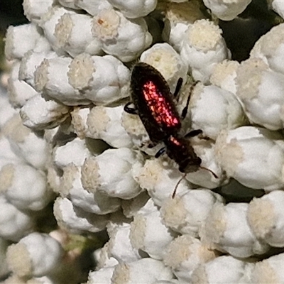 Unidentified Beetle (Coleoptera) at Goulburn, NSW - 21 Nov 2024 by trevorpreston