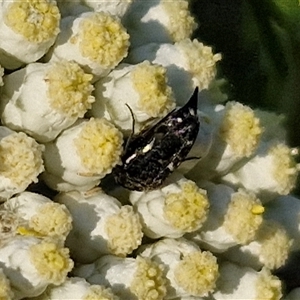 Mordella sp. (genus) at Goulburn, NSW - 22 Nov 2024 07:15 AM