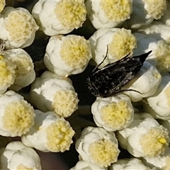 Mordella sp. (genus) at Goulburn, NSW - 22 Nov 2024