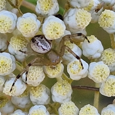 Thomisidae (family) (Unidentified Crab spider or Flower spider) at Goulburn, NSW - 21 Nov 2024 by trevorpreston