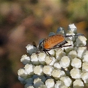 Phyllotocus rufipennis at Goulburn, NSW - 22 Nov 2024