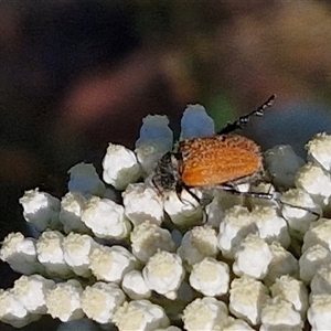 Phyllotocus rufipennis at Goulburn, NSW - 22 Nov 2024