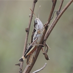 Macrotona australis (Common Macrotona Grasshopper) at Conder, ACT - 7 Jan 2024 by MichaelBedingfield